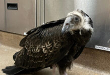 Baby turkey vulture rescued from Big Sur fires recovering at SPCA SPCA juvenile turkey vulture