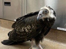 Baby turkey vulture rescued from Big Sur fires recovering at SPCA SPCA juvenile turkey vulture