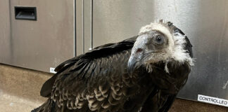 Baby turkey vulture rescued from Big Sur fires recovering at SPCA SPCA juvenile turkey vulture