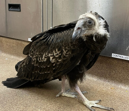 Baby turkey vulture rescued from Big Sur fires recovering at SPCA SPCA juvenile turkey vulture