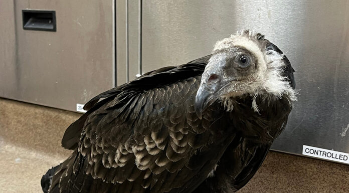 Baby turkey vulture rescued from Big Sur fires recovering at SPCA SPCA juvenile turkey vulture