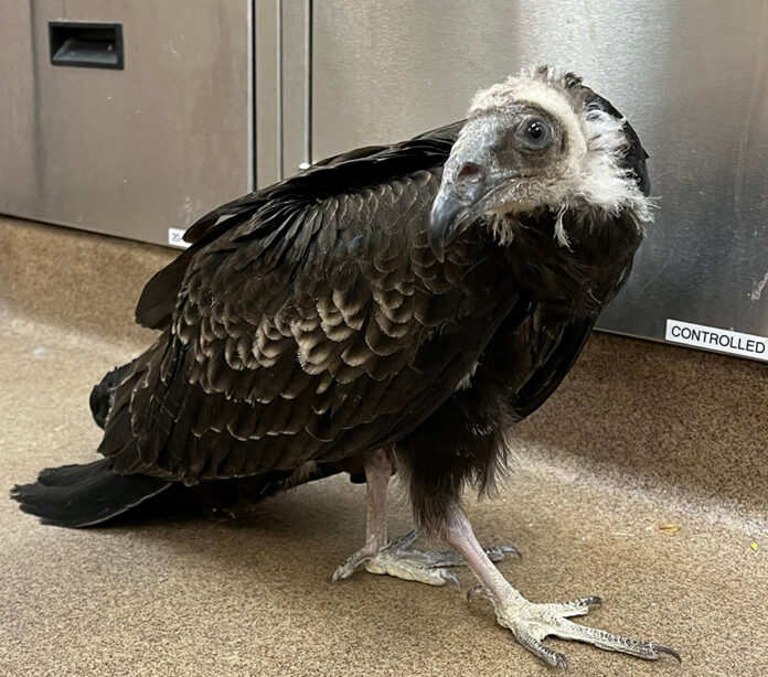SPCA juvenile turkey vulture