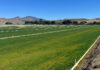 Greenfield Turf grows fields for Salinas Regional Soccer Complex Greenfield Turf