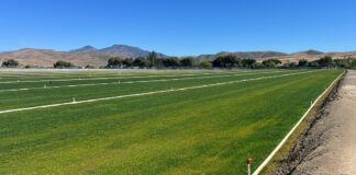 Greenfield Turf grows fields for Salinas Regional Soccer Complex Greenfield Turf