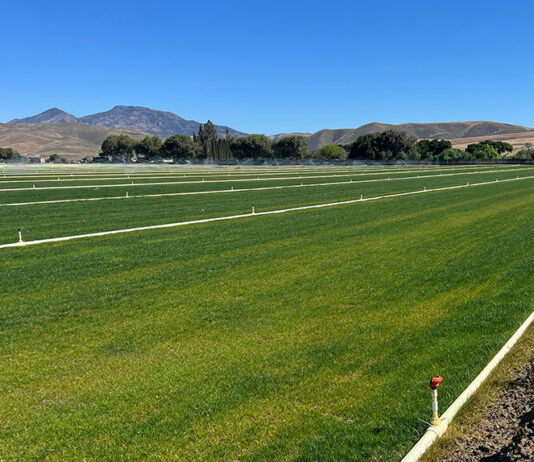 Greenfield Turf grows fields for Salinas Regional Soccer Complex Greenfield Turf