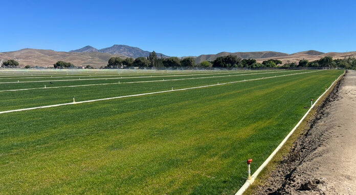 Greenfield Turf