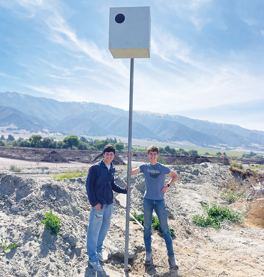Owl boxes