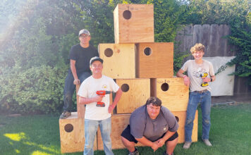 Owl boxes